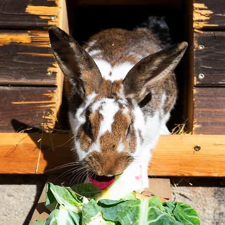 Im Erzgebirge * Beierfeld