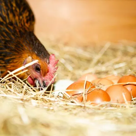 Im Erzgebirge Apartment Beierfeld