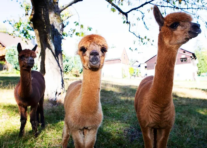 Im Erzgebirge شقة Beierfeld