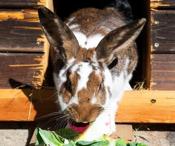 Im Erzgebirge * Beierfeld