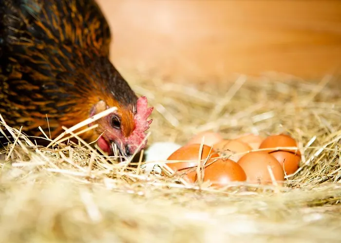 Im Erzgebirge شقة Beierfeld